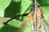 Tachina sp.